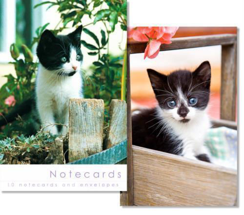 Picture of Notecards - Blank - Black & White Kitten
