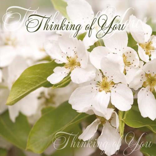 Picture of Thinking of You - Blossom