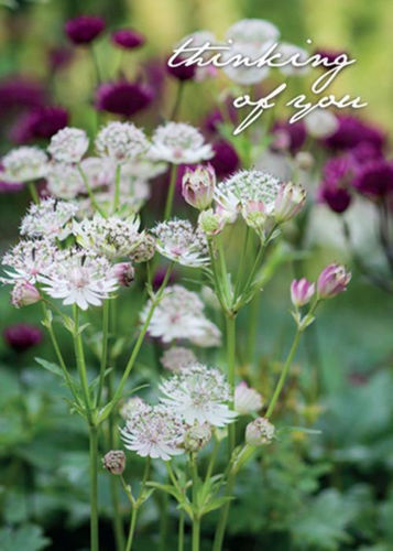 Picture of Thinking of you - Astrantia