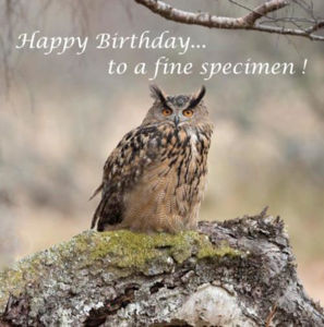 Picture of Birthday - Owl