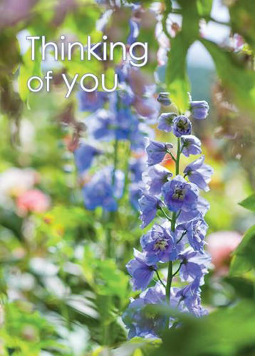 Picture of Thinking of you - Blue Delphinium