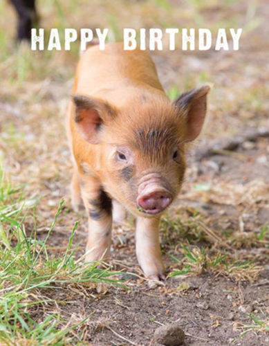 Picture of Birthday - Ginger piglet