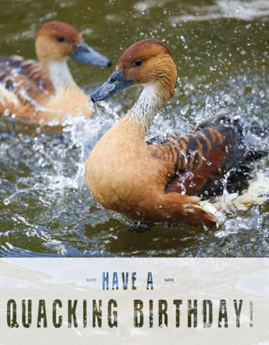 Picture of Birthday - Splashing Ducks